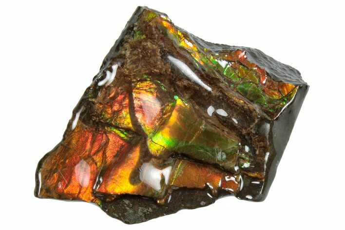 Iridescent Ammolite (Fossil Ammonite Shell) - Rainbow Colors #293329